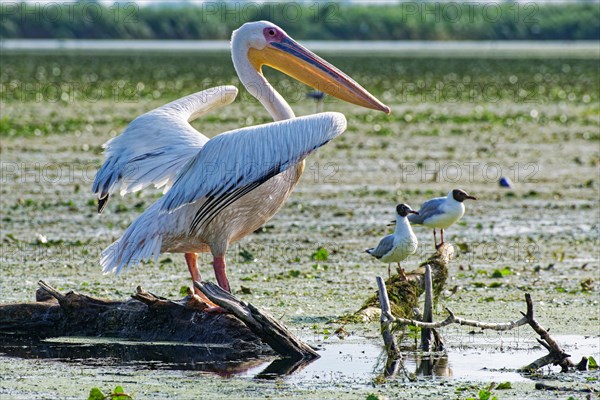 A pelican and black-headed gulls on Lacul Isac in the UNESCO Danube Delta Biosphere Reserve. Munghiol, Tulcea, Romania, Europe