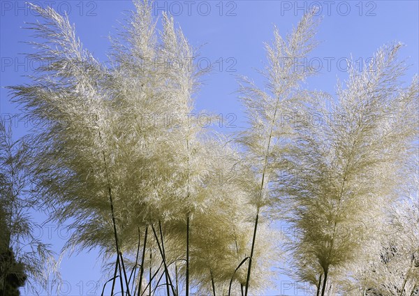 Cortaderias (Cortaderia), in the blue sky, North Rhine-Westphalia, Germany, Europe