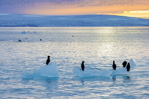 Thick-billed murres, Bruennich's guillemots (Uria lomvia) resting on drift ice at sunset in the Hinlopen Strait in summer, Svalbard, Spitsbergen