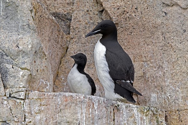 Thick-billed murre, Bruennich's guillemot (Uria lomvia) parent with chick on rock ledge in cliff, Alkefjellet, Hinlopen Strait, Svalbard, Spitsbergen