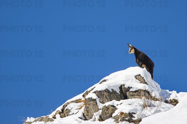 Alpine chamois (Rupicapra rupicapra) solitary male in dark winter coat on mountain ridge in the snow in the European Alps