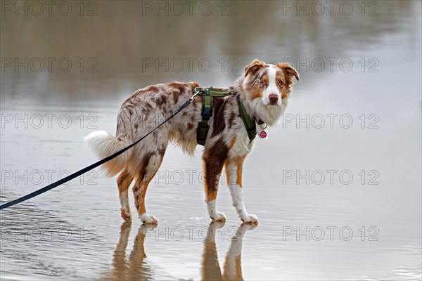 Australian Shepherd, Aussie, breed of herding dog from the United States, walking on leash on the beach