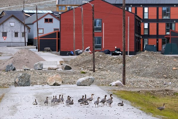 Pink-footed geese (Anser brachyrhynchus), flock with adults and juveniles walking through the town Longyearbyen in summer, Svalbard, Spitsbergen