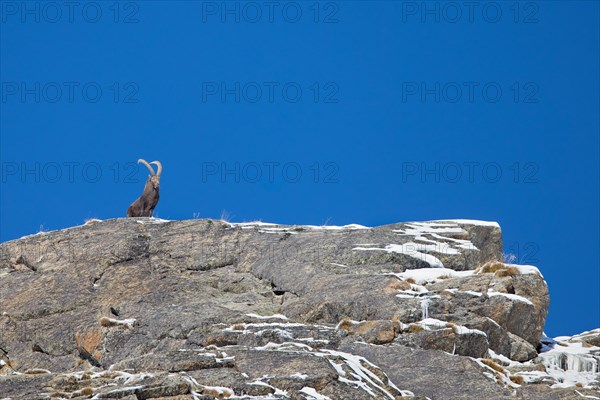 Alpine ibex (Capra ibex) male with large horns on rocky mountain ridge on a day with clear blue sky in winter in the European Alps