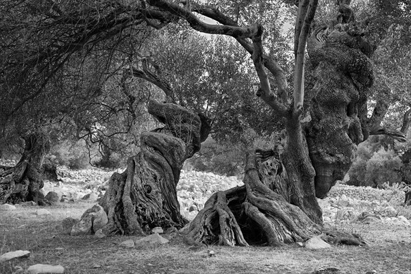 Old, gnarled olive trees in the olive grove of Lun, Vrtovi Lunjskih Maslina, Wild olive (Olea Oleaster linea), olive grove with centuries-old wild olive trees, nature reserve, Lun, island of Pag, Croatia, Europe