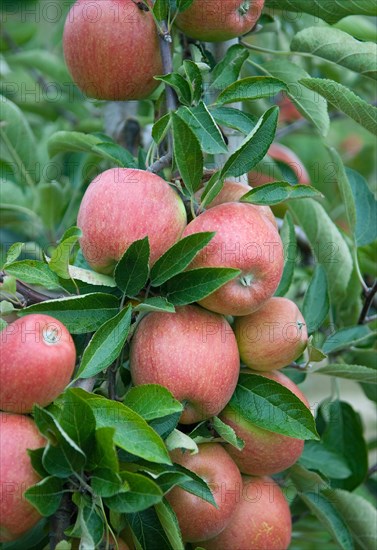 Malus domestica 'Braeburn', Schneider, Wurzen, 81