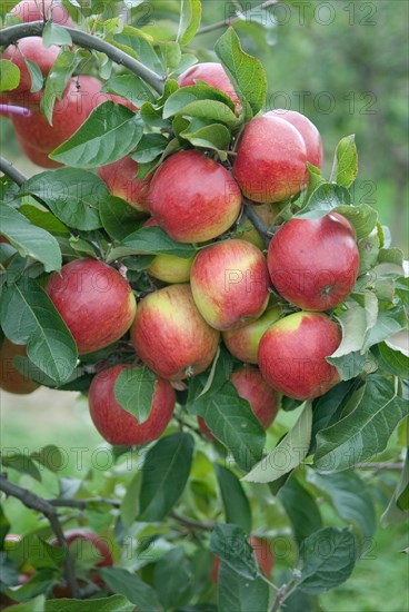 Apple (Malus domestica 'Pilot'), Bundessorteamt, testing centre Wurzen, Wurzen, 81