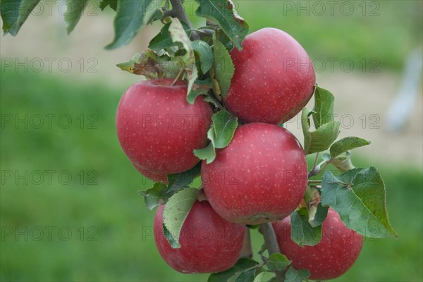 Apple (Malus domestica EARLY QUEEN), Bundessorteamt, testing centre Wurzen, Wurzen, 81