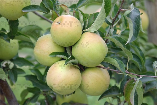 Apple (Malus domestica GOLDRUSH), Bundessorteamt, testing centre Wurzen, Wurzen, 81