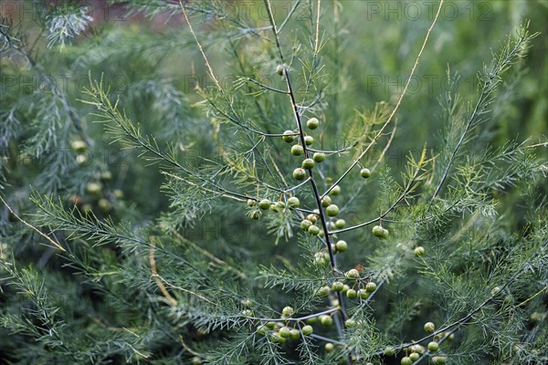 Asparagus (Asparagus) with seeds, branch with green berries on the bush, detail in the vegetable garden, Down House Garden, Downe, Kent, England, Great Britain