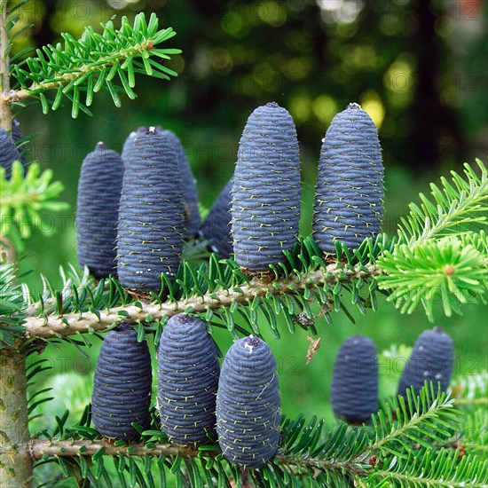 Abies koreana