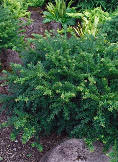 Taxus baccata 'Repandens'