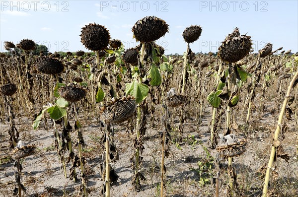 Dried sunflowers in a field in Schoenwald in Brandenburg, 16/08/2018