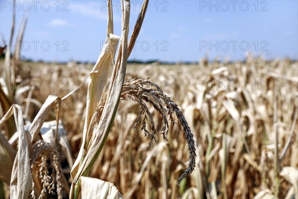 Dried maize plants in a field in Schoenwald in Brandenburg, 16/08/2018