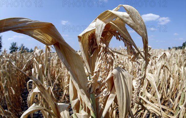 Dried maize plants in a field in Schoenwald in Brandenburg, 16/08/2018