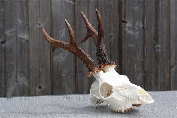 European roe deer (Capreolus capreolus) prepared skull with upper jaw of a six-year-old roebuck, Lower Austria, Austria, Europe