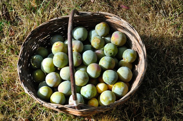 A wicker basket full of fresh, ripe plums sitting on green grass in sunlight, Many plums in a basket