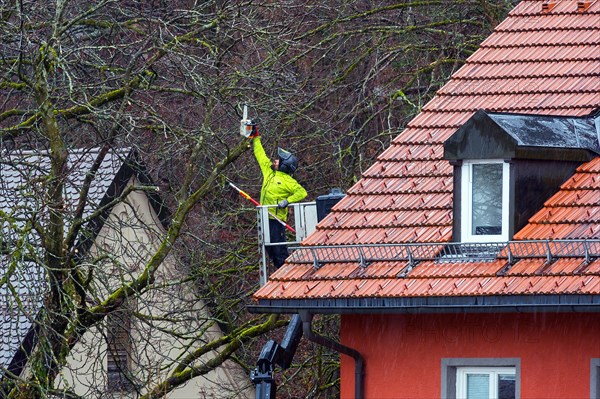 Tree care with working platform and chainsaw, Kempten, Allgaeu, Bavaria, Germany, Europe