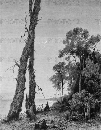 Landscape at the Baltic Sea near Zelenogradsk or Kranz, Kaliningrad Oblast, night, crescent moon, forest, coast, lonely idyll, Russia, historical illustration 1880, Europe