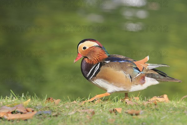 Mandarin duck (Aix galericulata), side view, North Rhine-Westphalia, Germany, Europe