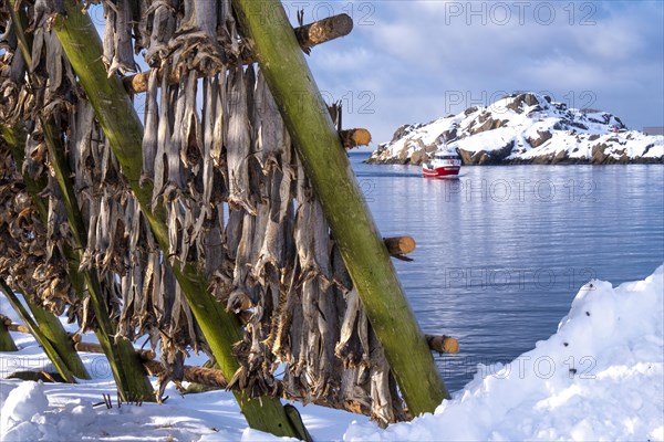 Lofoten, Norway. Solvaer, Nordland province. Stockfish, air-drying on open-air racks, Svolvaer, Nordland, Lofotoen, Norway, Europe