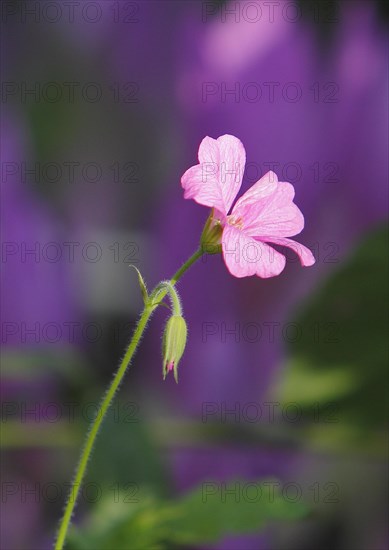 Cranesbill (Geranium) pink, North Rhine-Westphalia, Germany, Europe