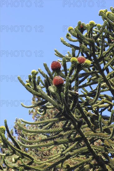 Monkey tail tree (Araucaria) close-up, North Rhine-Westphalia, Germany, Europe