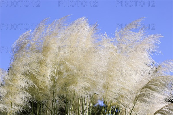 Cortaderias (Cortaderia), in the blue sky, North Rhine-Westphalia, Germany, Europe