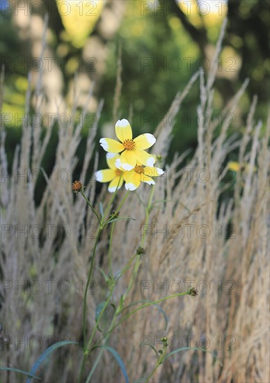 Gold-Zweizahn (Bidens), North Rhine-Westphalia, Germany, Europe