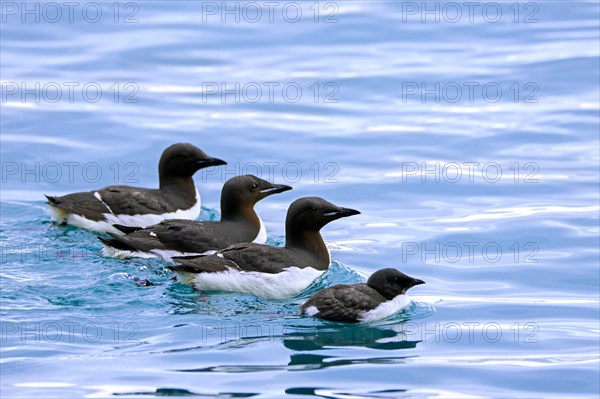 Thick-billed murre, Bruennich's guillemot (Uria lomvia) adults swimming with chick in sea water of Hinlopen Strait in summer, Svalbard, Spitsbergen