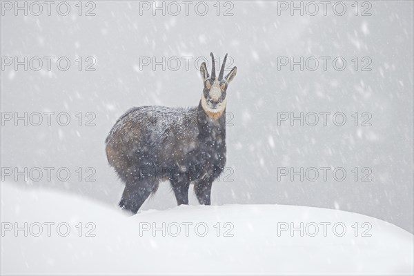 Alpine chamois (Rupicapra rupicapra) solitary male foraging on mountain slope during snow shower in winter in the European Alps