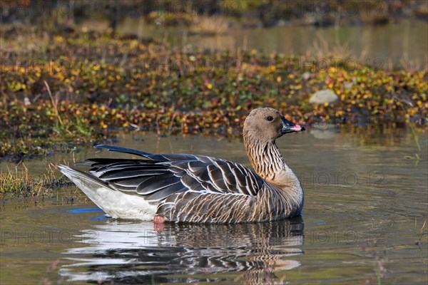 Pink-footed goose (Anser brachyrhynchus), swimming in pond on the tundra in summer, Svalbard, Spitsbergen
