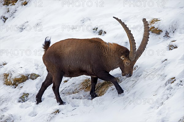 Alpine ibex (Capra ibex) male with big horns foraging for herbs and grasses on mountain slope covered in snow in winter in the European Alps
