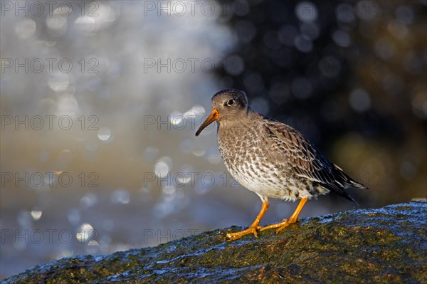 Purple sandpiper (Calidris maritima) in non-breeding plumage foraging on rocky shore along the Baltic Sea coast in winter