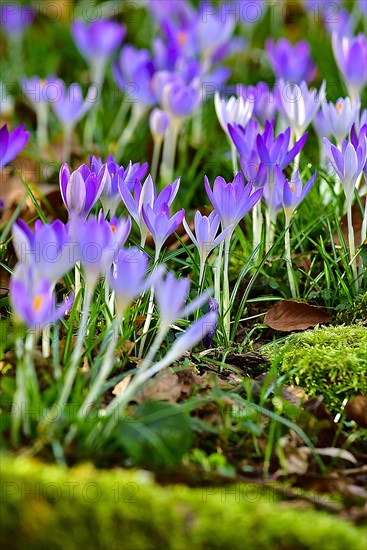 Purple crocuses (Crocus) in bloom in a park in Bavaria, Germany, Europe
