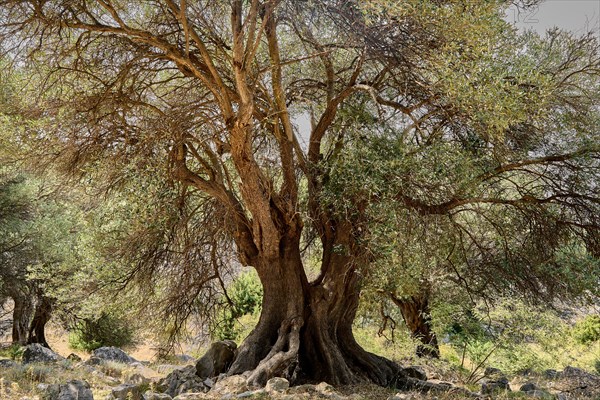 Old, gnarled olive tree in the olive grove of Lun, Vrtovi Lunjskih Maslina, wild olive (Olea Oleaster linea), olive orchard with centuries-old wild olive trees, nature reserve, Lun, island of Pag, Croatia, Europe