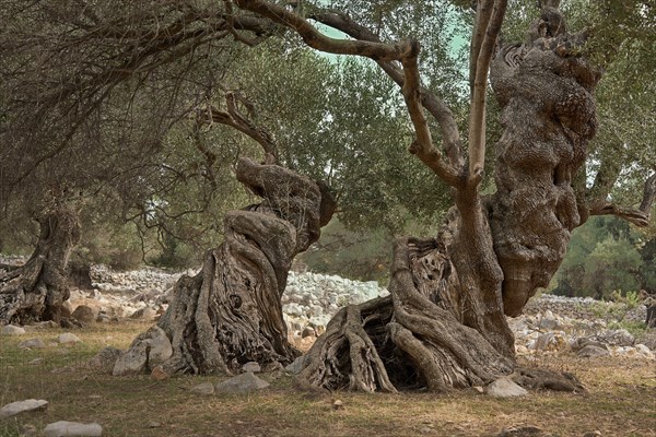 Old, gnarled olive trees in the olive grove of Lun, Vrtovi Lunjskih Maslina, Wild olive (Olea Oleaster linea), olive grove with centuries-old wild olive trees, nature reserve, Lun, island of Pag, Croatia, Europe