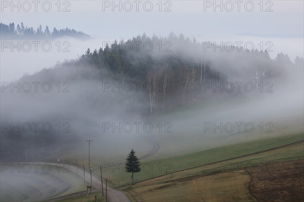Landscape in the Black Forest with hills and forest in the morning with fog near Hofstetten, Ortenaukreis, Baden-Wuerttemberg, Germany, Europe