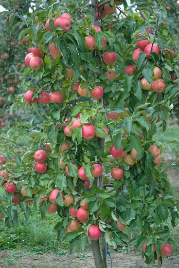 Apple (Malus domestica 'Pinova'), Bundessorteamt, testing centre Wurzen, Wurzen, 81