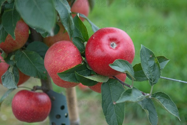 Apple (Malus domestica AUTENTO), Bundessorteamt, testing centre Wurzen, Wurzen, 81