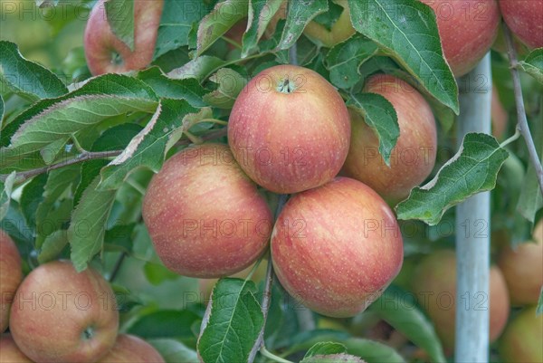 Apple (Malus domestica EARLY QUEEN), Bundessorteamt, testing centre Wurzen, Wurzen, 81