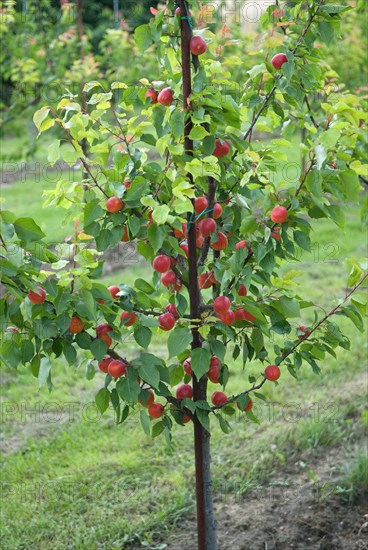 Apricots (Prunus armeniaca 'Big Red'), BS Schreiber, Poysdorf, 14