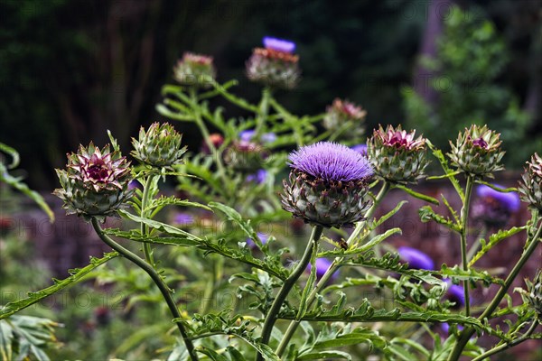 Purple-flowering artichoke (Cynara cardunculus), vegetable plant, Down House Garden, Downe, Kent, England, Great Britain