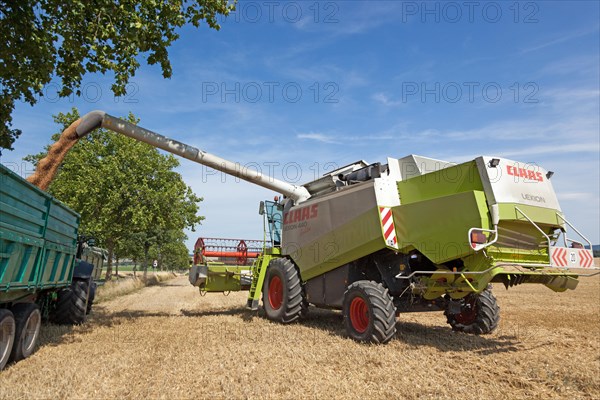 Harvest season, suction arm fills the trailer with grain