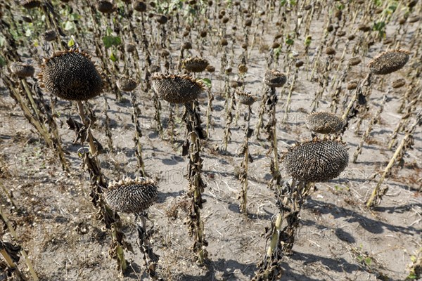 Dried sunflowers in a field in Schoenwald in Brandenburg, 16/08/2018