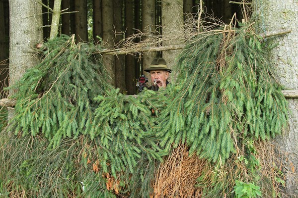 Hunter hiding at the edge of the forest during a european roe deer (Capreolus capreolus) Allgaeu, Bavaria, Germany, Europe