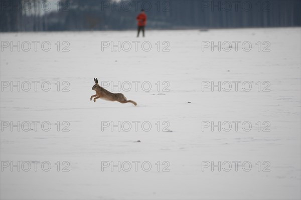 European hare (Lepus europaeus) running in front of a hunter across a snow-covered meadow, Allgaeu, Bavaria, Germany, Europe