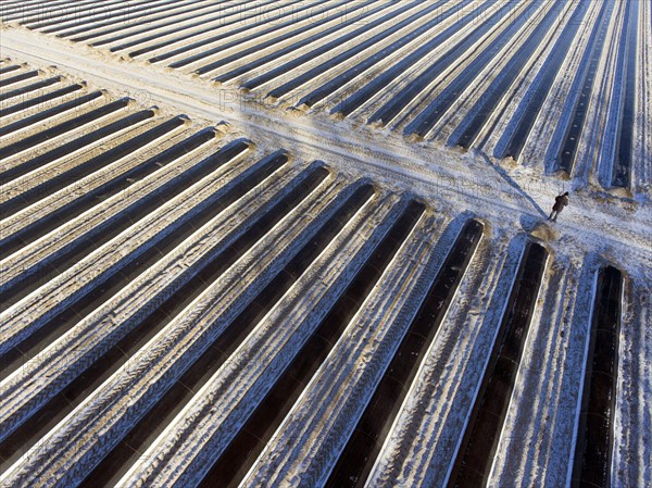 An aerial photo shows snow-covered sheets stretched over asparagus fields, 06/01/2017