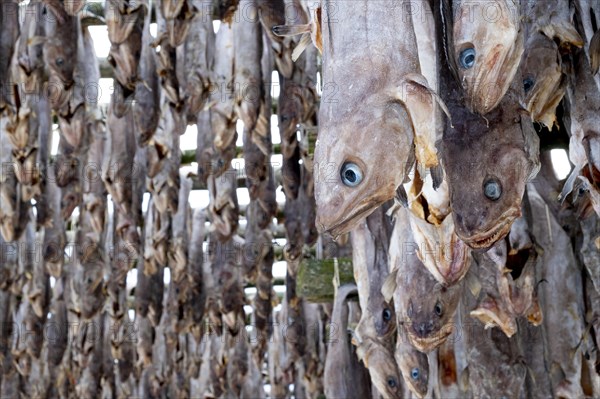 Lofoten, Norway. Solvaer, Nordland province. Stockfish, air-drying on open-air racks, Svolvaer, Nordland, Lofotoen, Norway, Europe