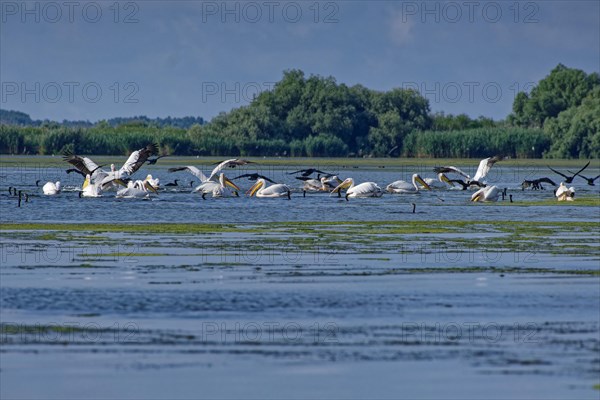 Pelicans and cormorants fishing together on Lacul Isaccel in the UNESCO Danube Delta Biosphere Reserve. Munghiol, Tulcea, Romania, Europe